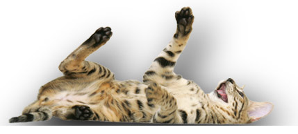 Halestone Poppy - Savannah Cat
